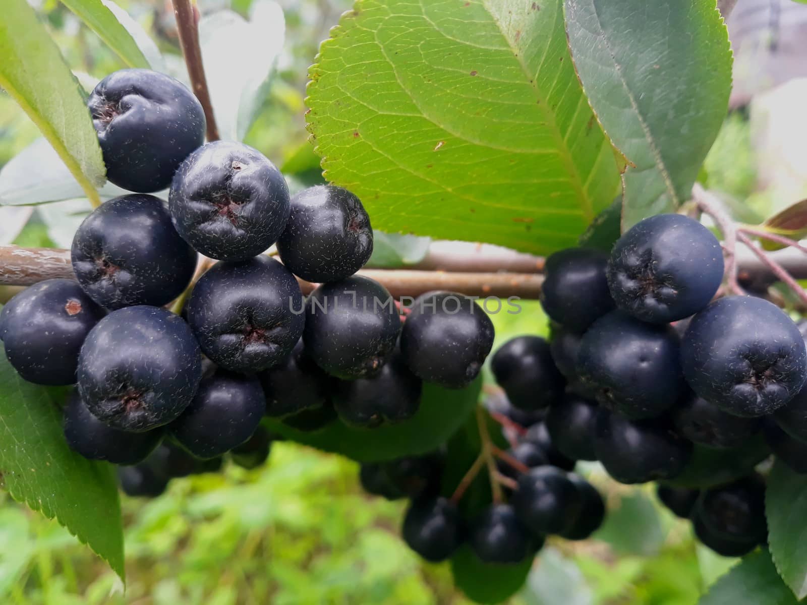 fresh aronia berries on the branch
