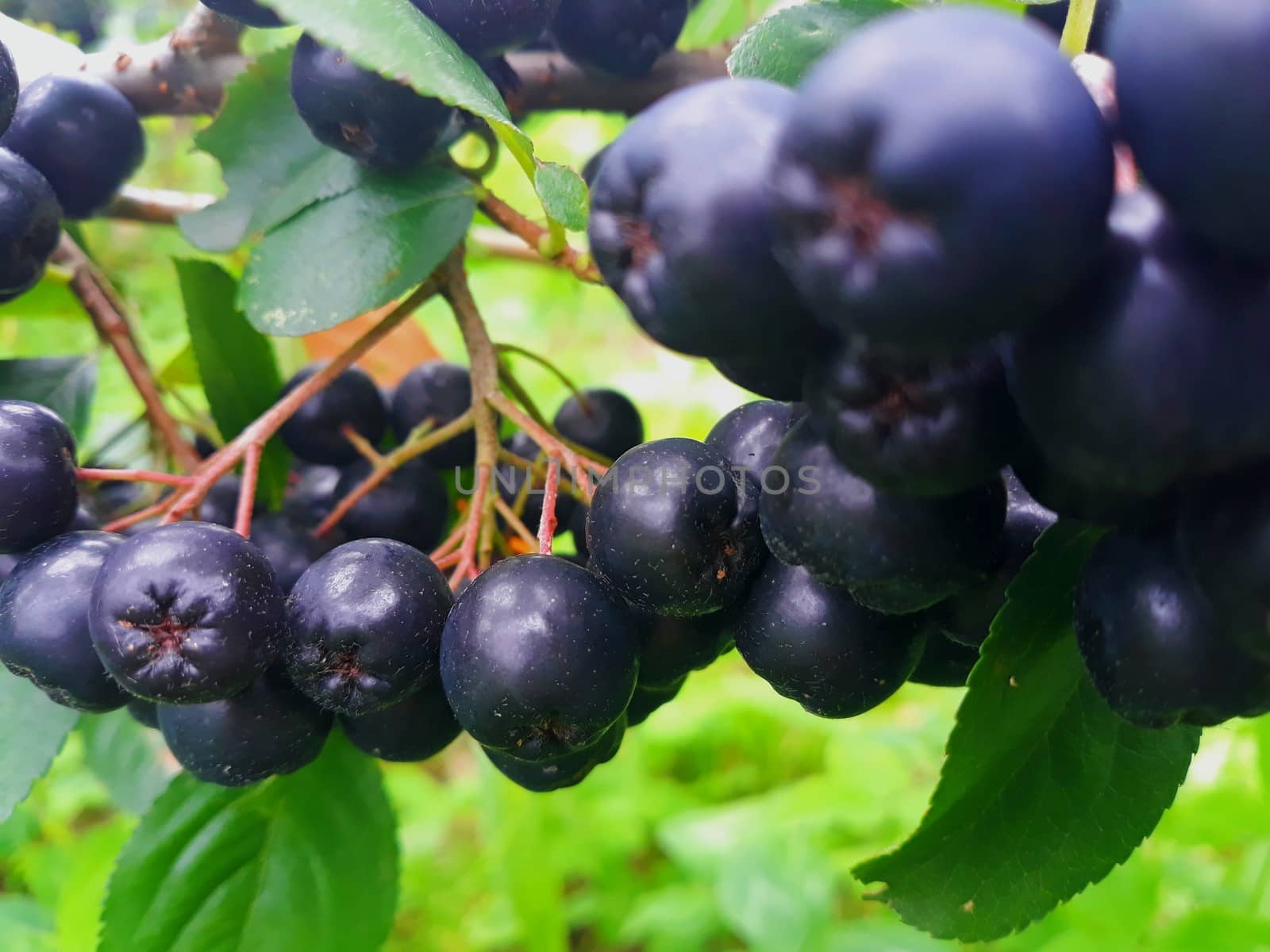 fresh aronia berries on the branch