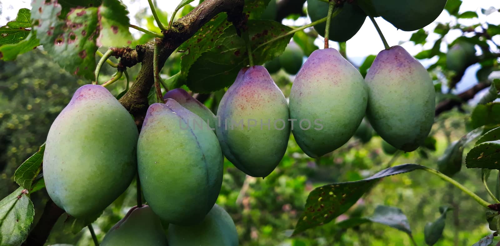 Green plums on the branch on which begins to appear blue. Zavidovici, Bosnia and Herzegovina.