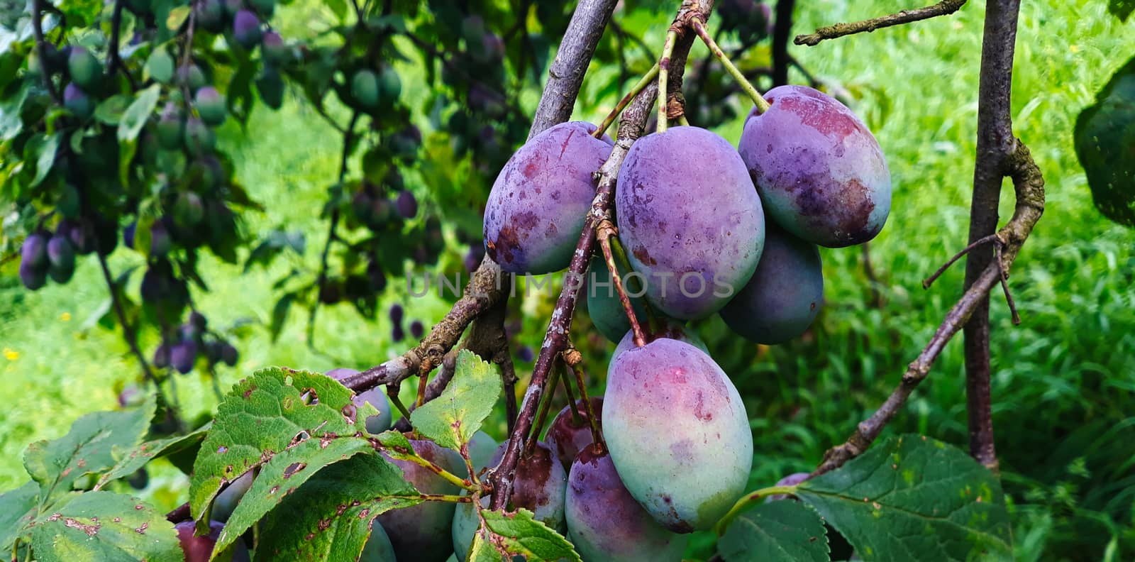 Unripe plums on the branch, the plums begin to blue. Orchard plum. Zavidovici, Bosnia and Herzegovina.