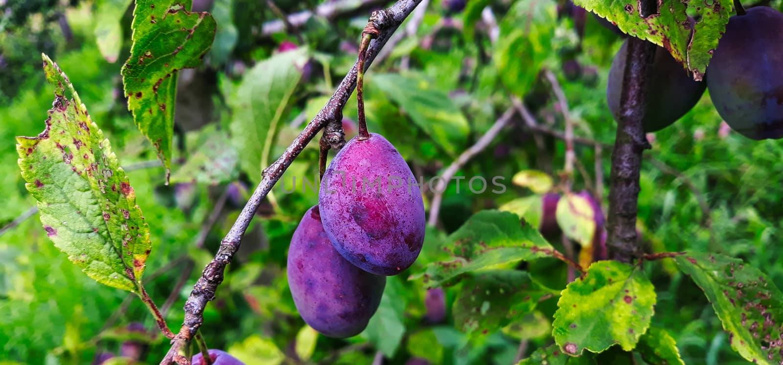 Two ripe plums on a branch. by mahirrov