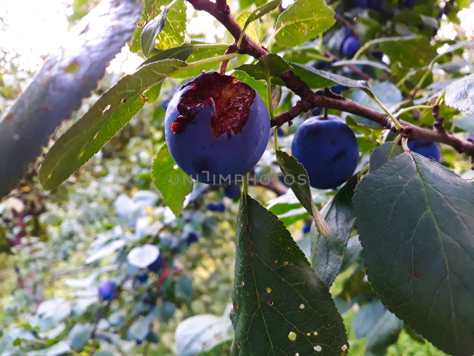 A ripe and scarred plum eaten by a bird. by mahirrov