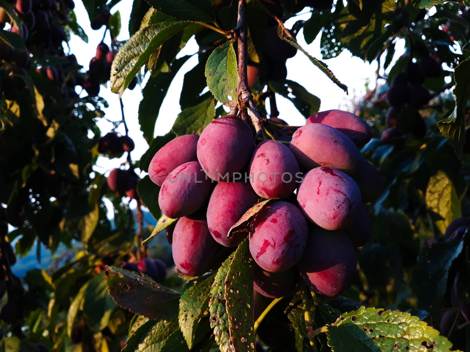Closeup of the branch with bunch ripe plums in the garden. Zavidovici, Bosnia and Herzegovina.