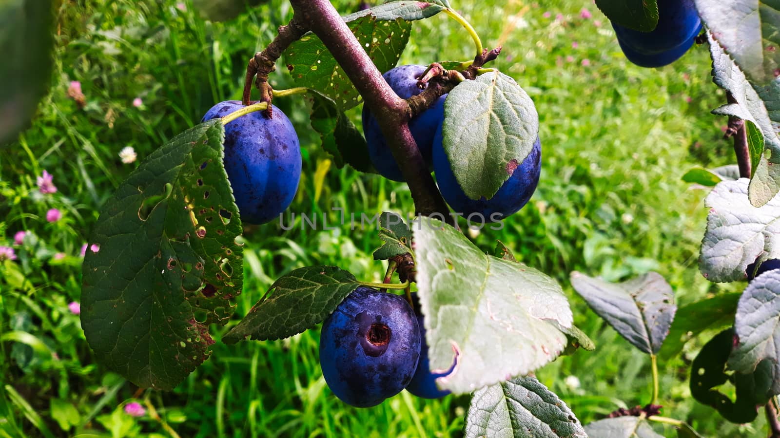 Ripe plums on a leaf branch, ready to harvest. Plums in the orchard. Zavidovici, Bosnia and Herzegovina.