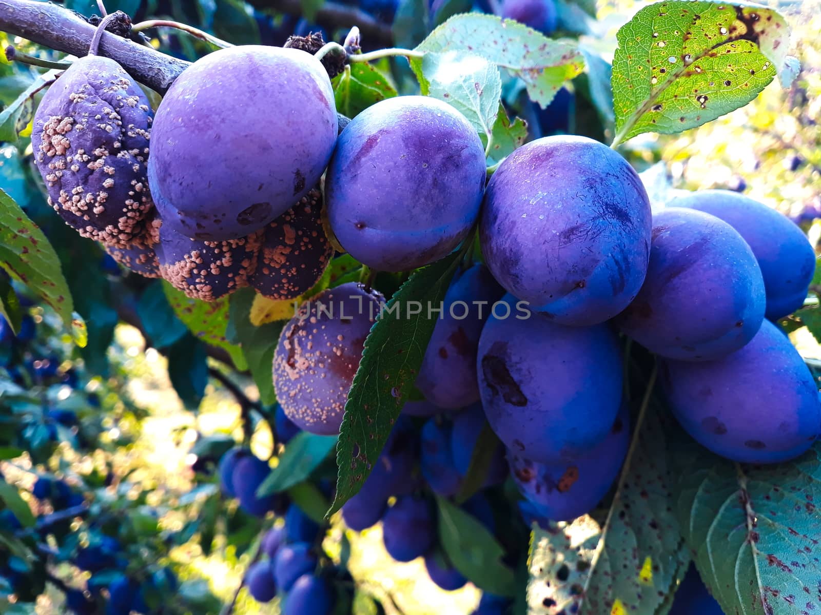 The group of the plums began to rot on the branch. Zavidovici, Bosnia and Herzegovina.