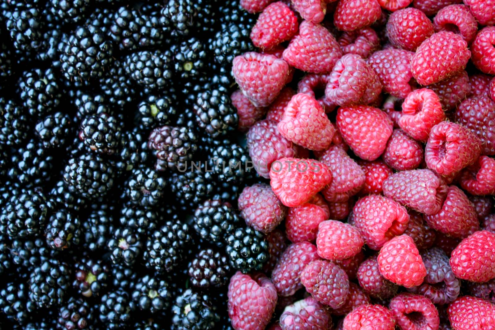 Top view. Full frame of blackberries and raspberries. Zavidovici, Bosnia and Herzegovina.