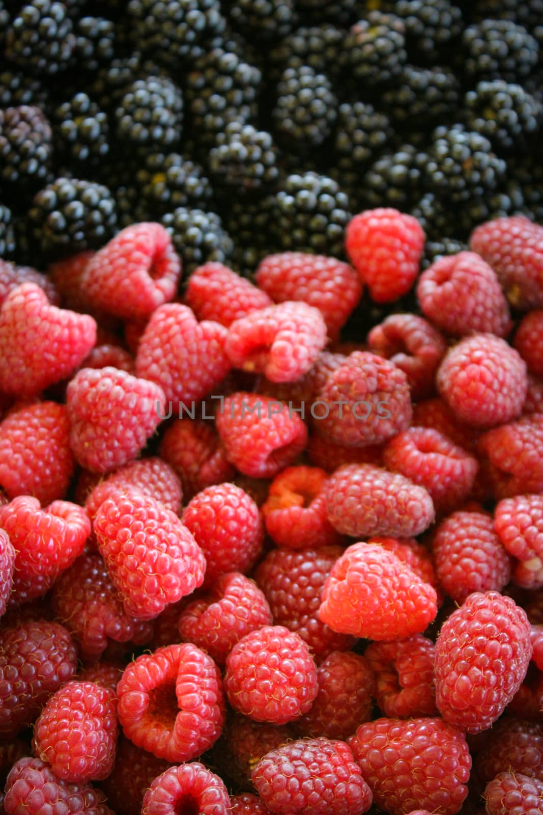 Raspberries and blackberries blurred in background. Zavidovici, Bosnia and Herzegovina.