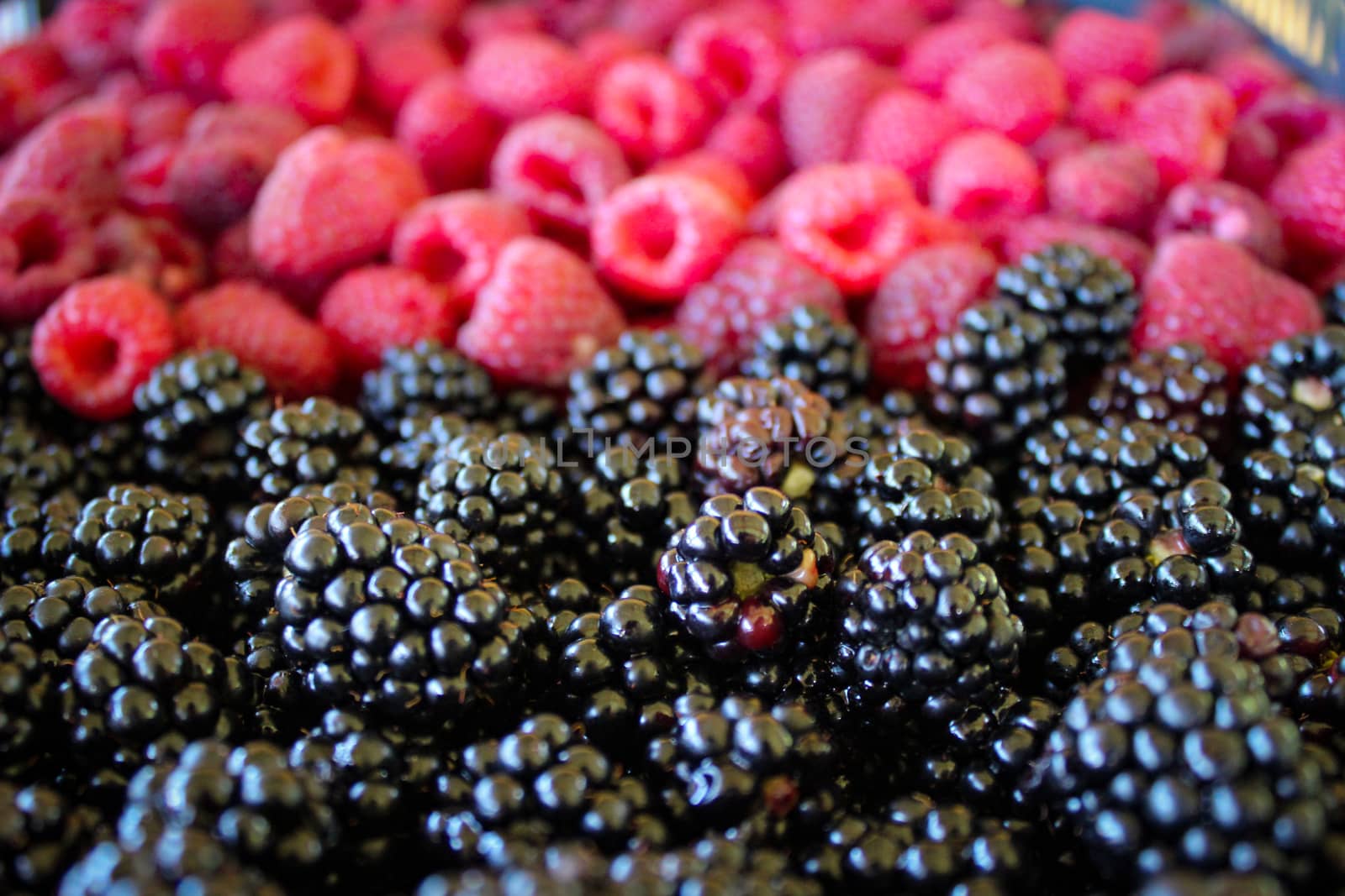 Close up of blackberries and raspberries in the background. Zavidovici, Bosnia and Herzegovina.