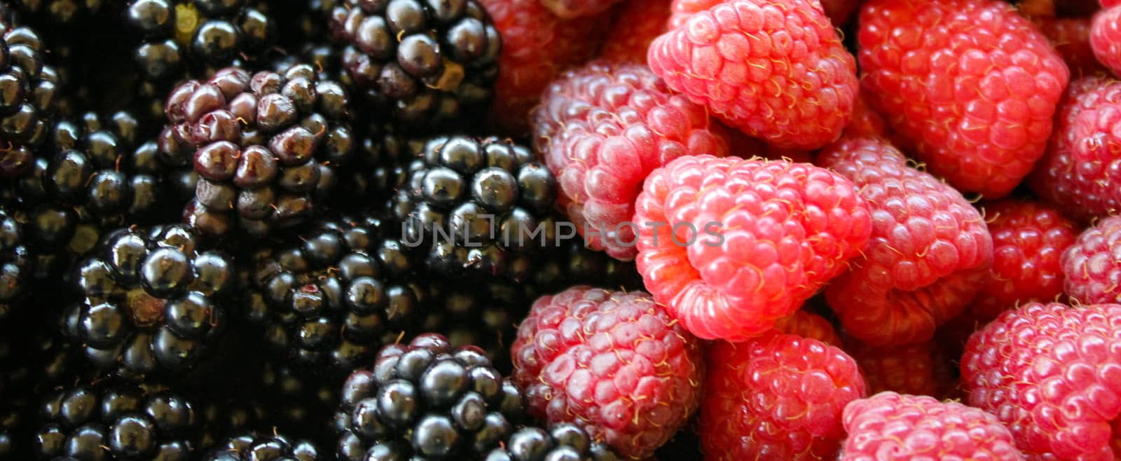 Banner of blackberries and raspberries. On the left side blackberries and on the right side raspberries. by mahirrov