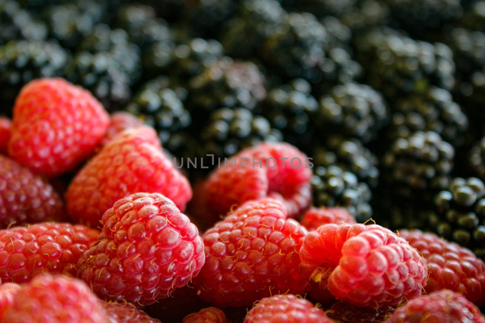 Close up of raspberries and blurred blackberries in the background. Zavidovici, Bosnia and Herzegovina.