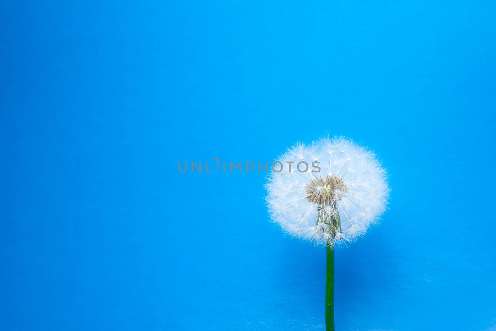 dandelion flower on blue background by nikkytok