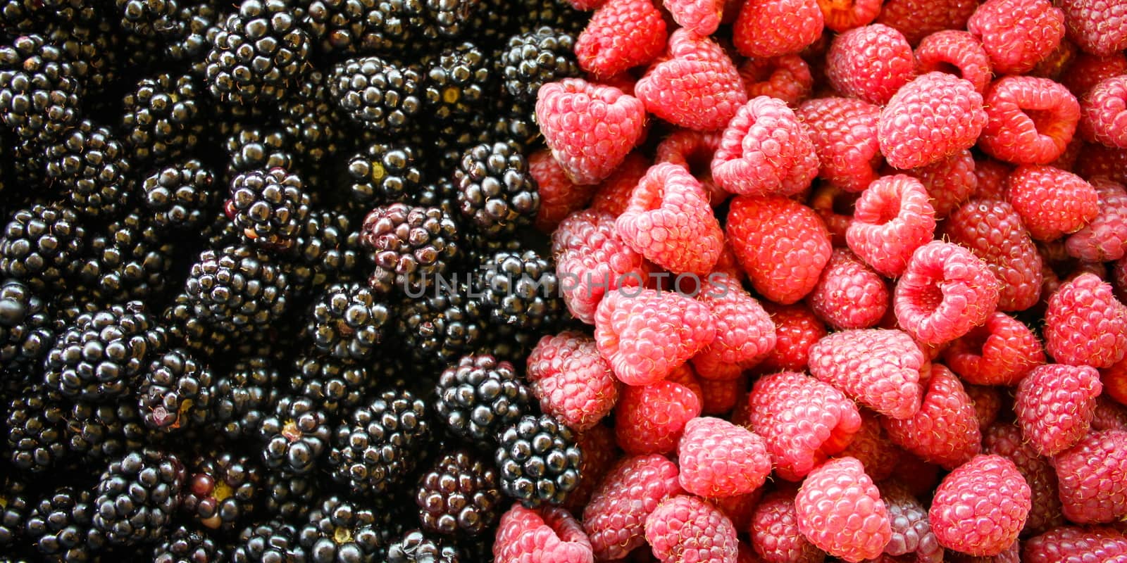 Banner of the blackberries and raspberries. Left side of blackberries, and right side raspberries. Zavidovici, Bosnia and Herzegovina.