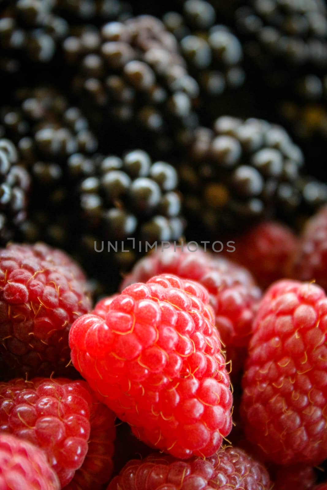 Close up of raspberry. Raspberries and blackberries blurred in the background. by mahirrov