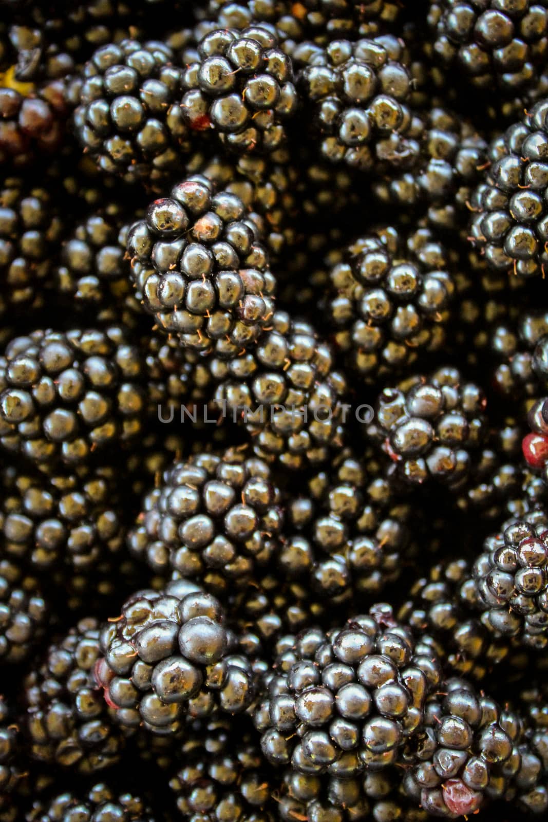 Vertical shot and top view shot. Blackberries. Full frame of blackberries. Zavidovici, Bosnia and Herzegovina.