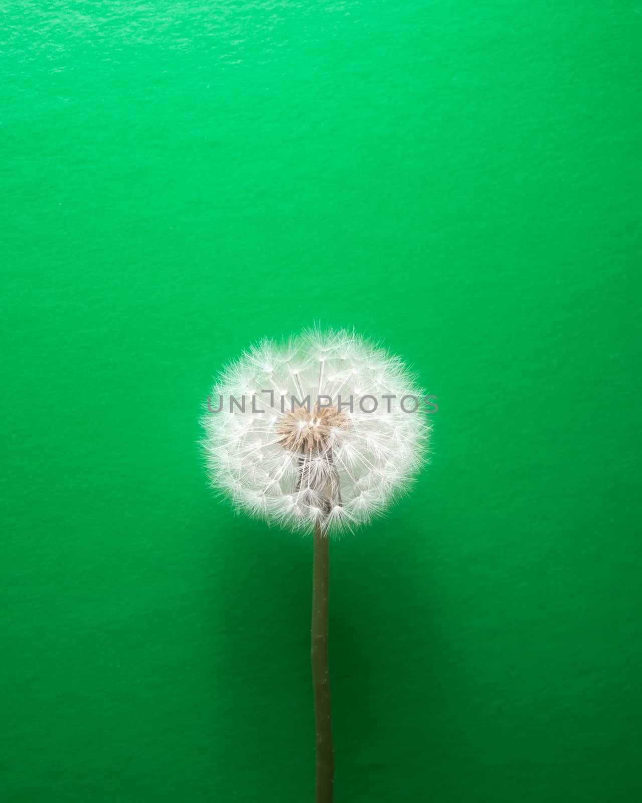 dandelion flower on green background