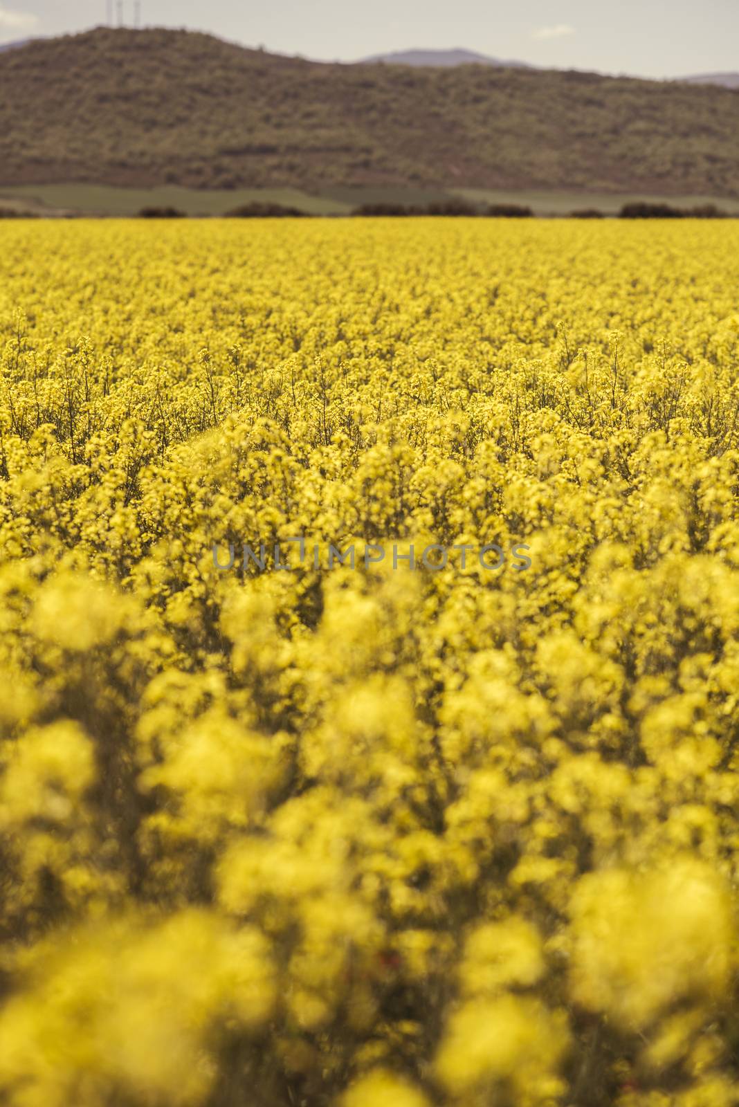 Yellow flowers in summer meadow background