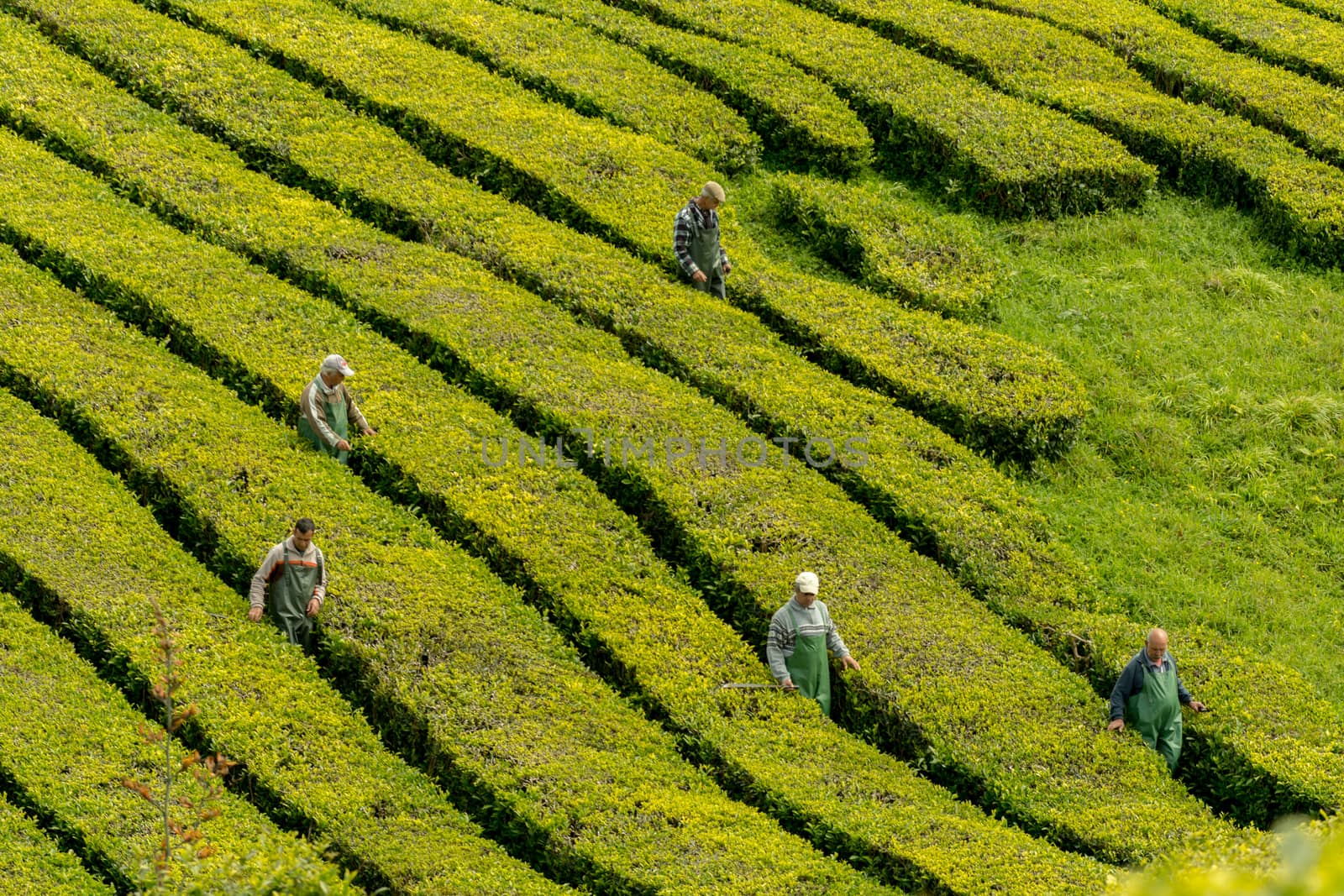 View on tea plantation rows at tea factory .