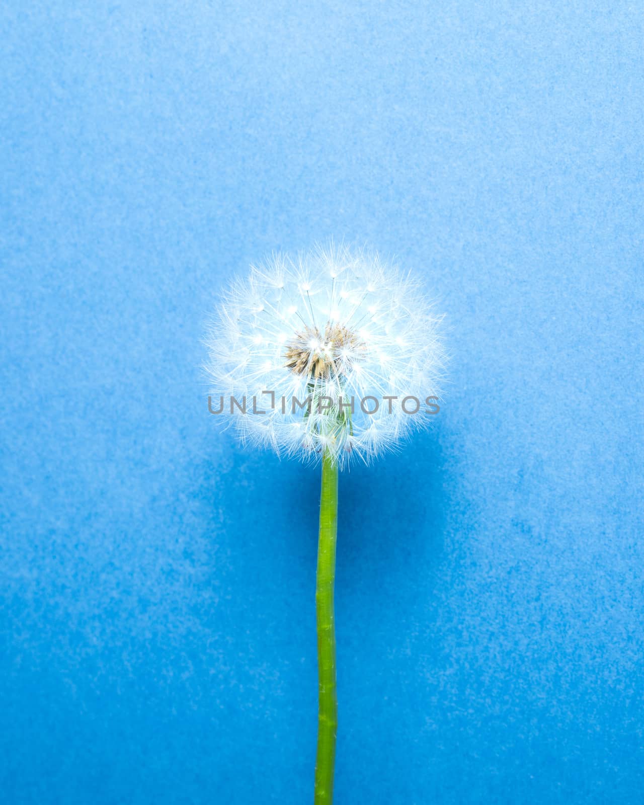 dandelion flower on blue background