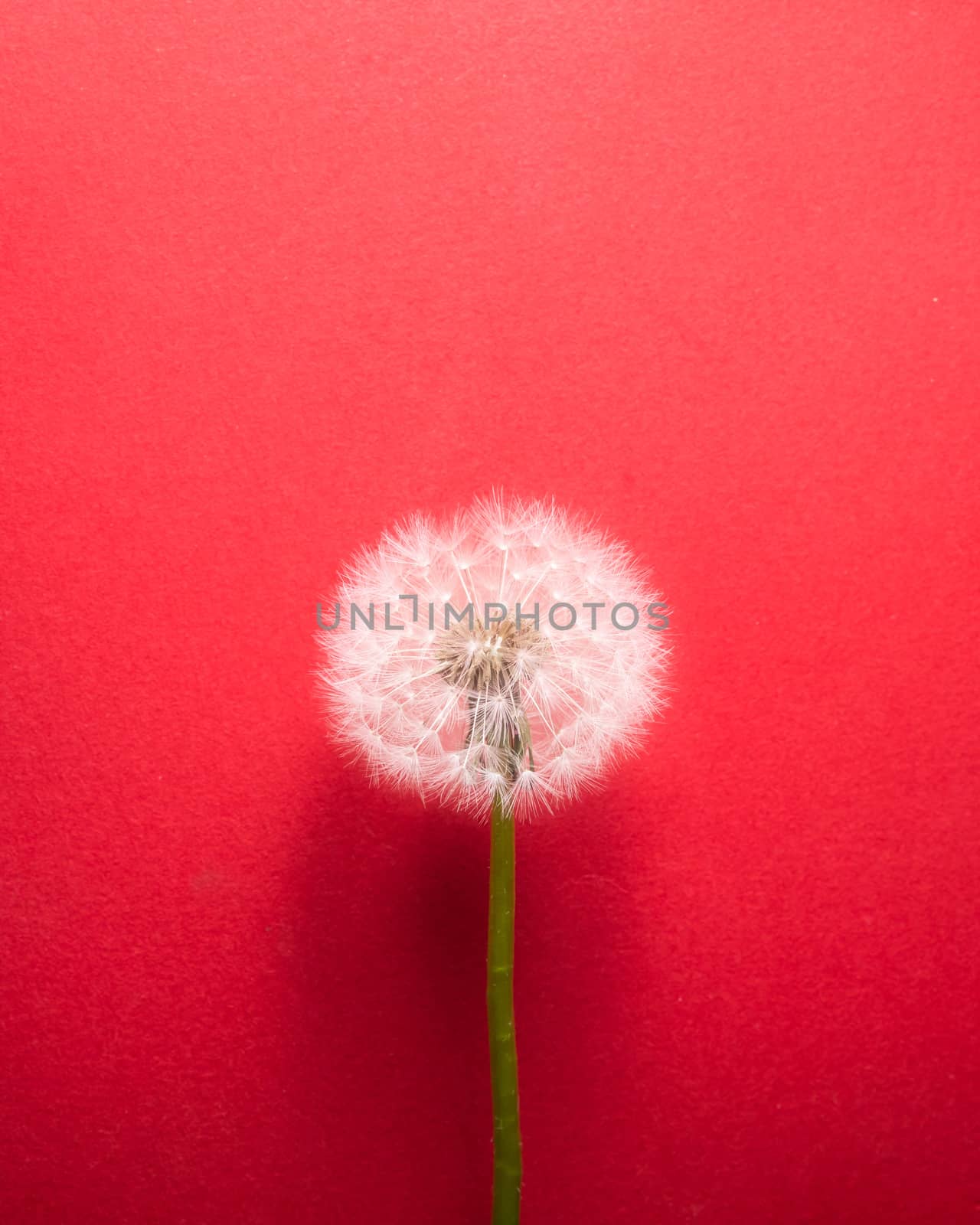 dandelion flower on pink background