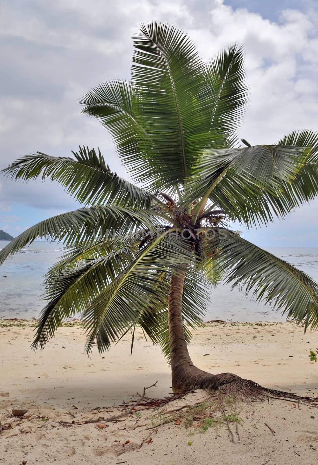 Beautiful palm trees at the beach on the tropical paradise islands Seychelles