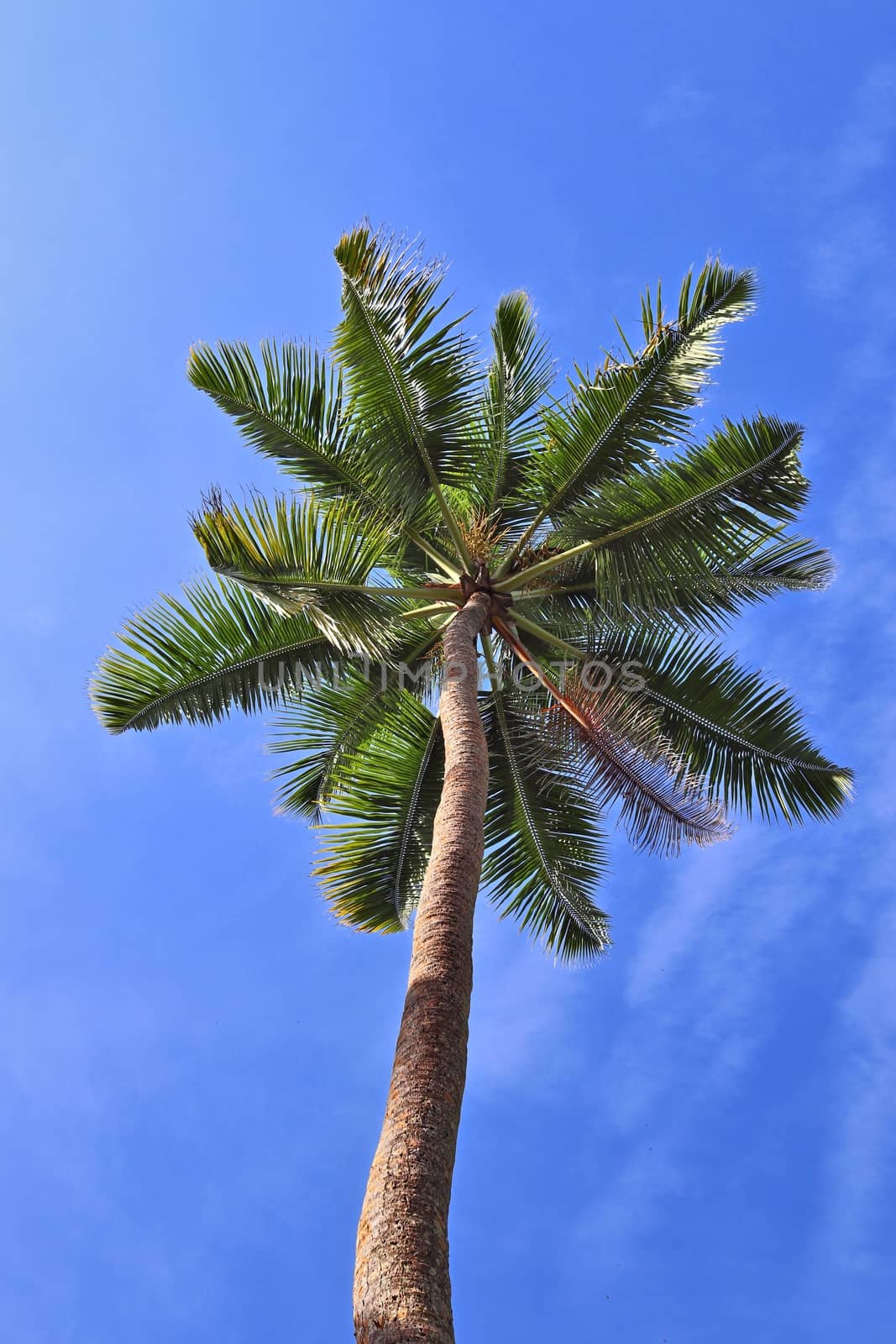 Beautiful palm trees at the beach on the tropical paradise islands Seychelles