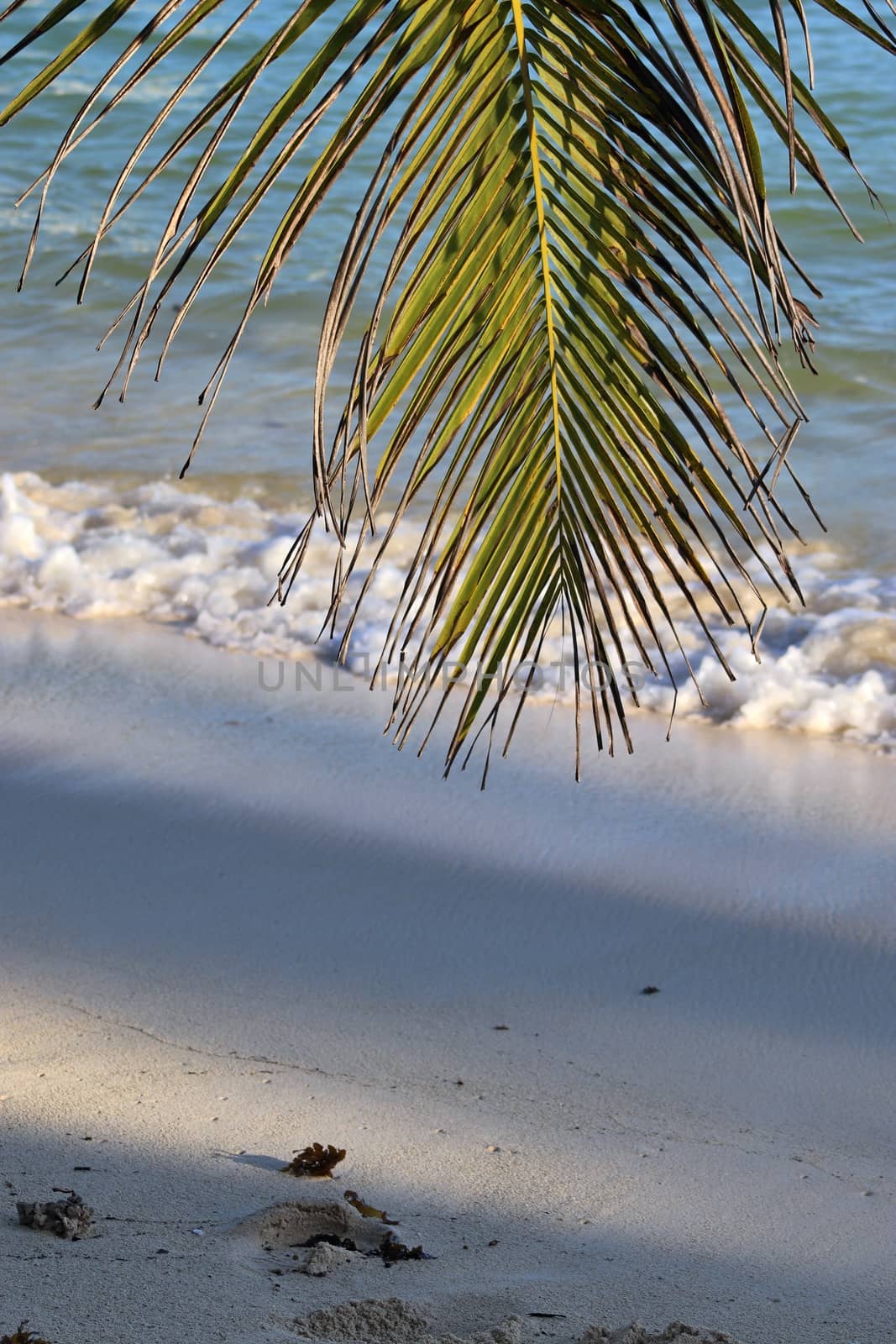 Beautiful palm trees at the beach on the tropical paradise islands Seychelles