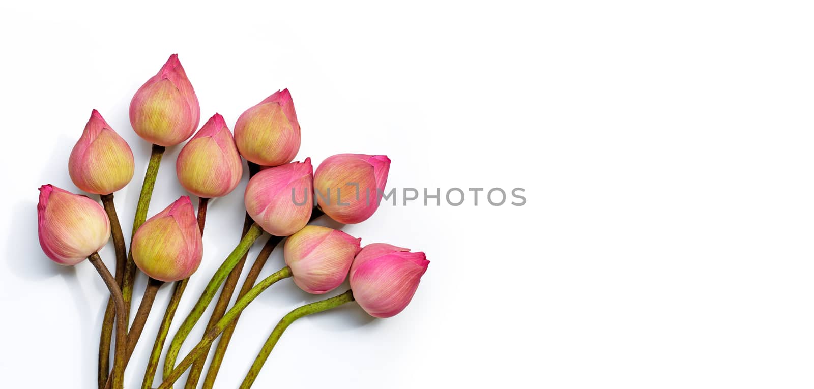 Pink lotus flower on white background. Top view