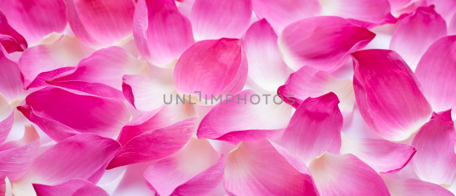 Pink lotus petals on white background.  by Bowonpat