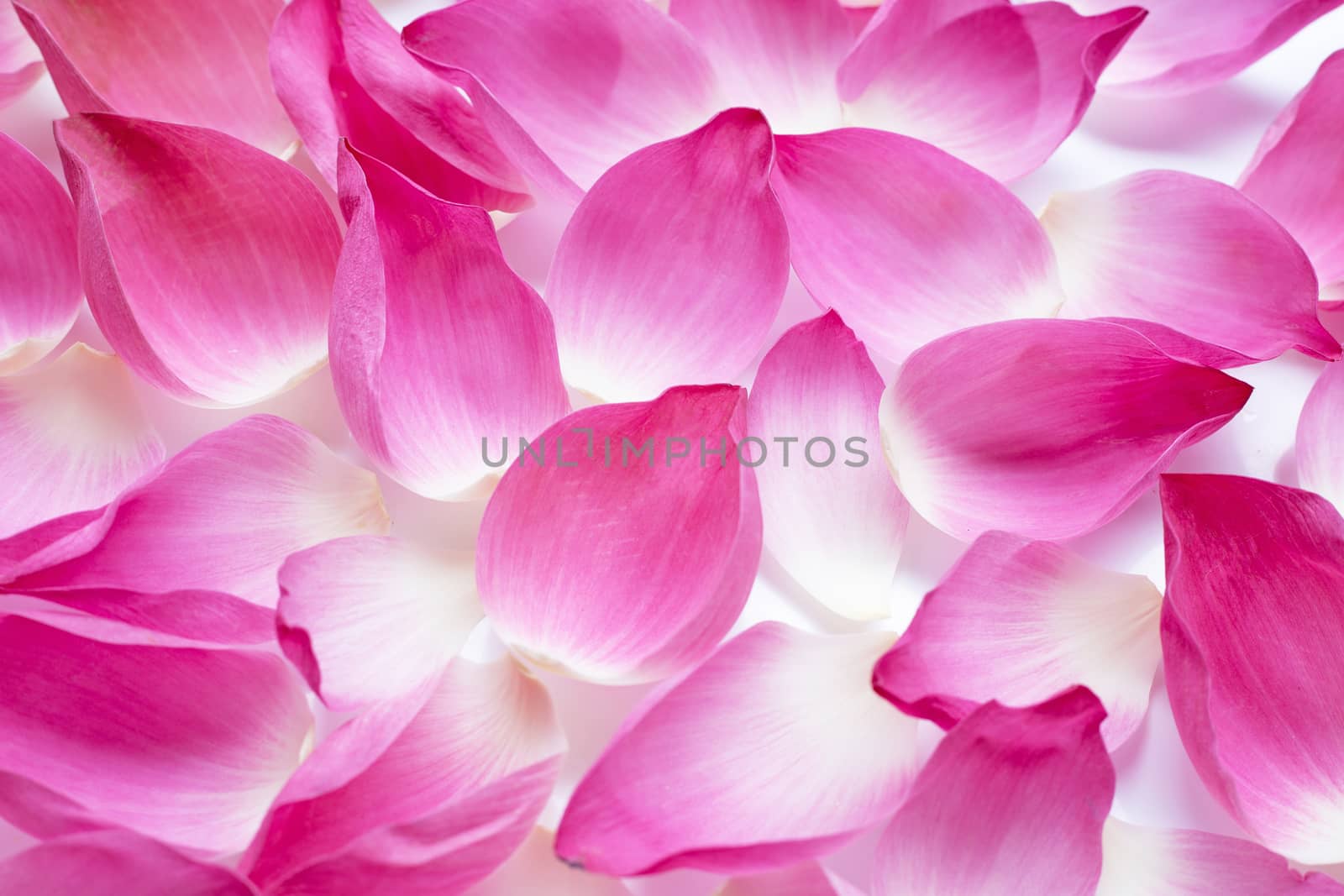 Pink lotus petals flower for background.