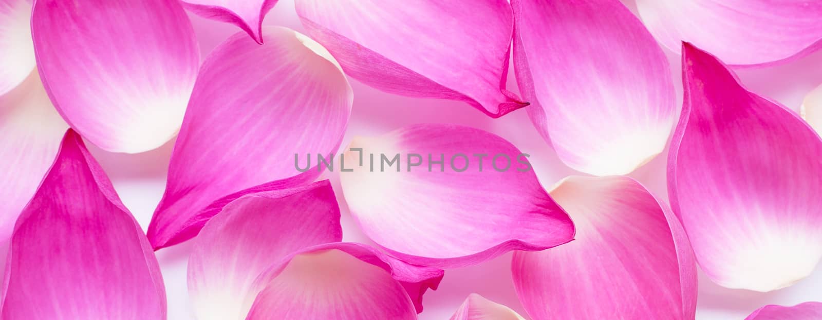Pink lotus flower petals for background.