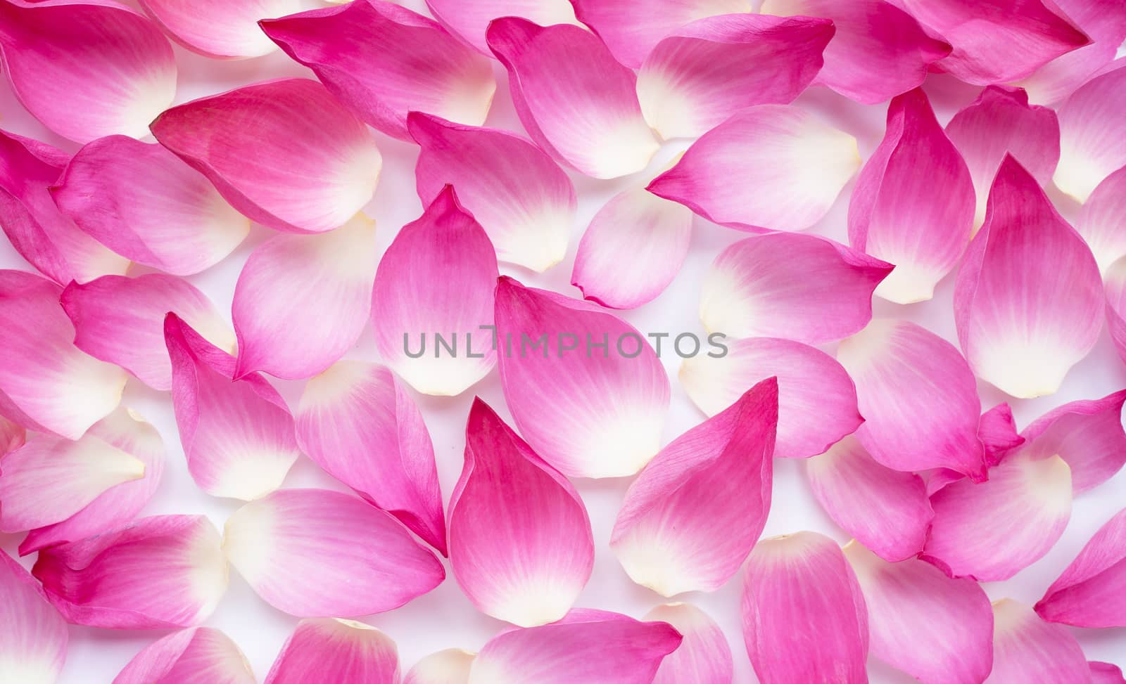 Pink lotus petals on white for background. Top view