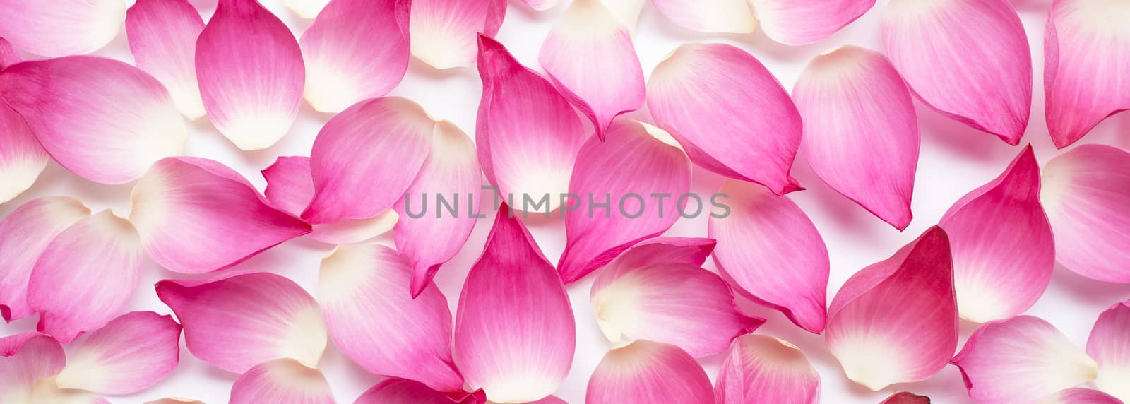 Pink lotus petals for background. by Bowonpat