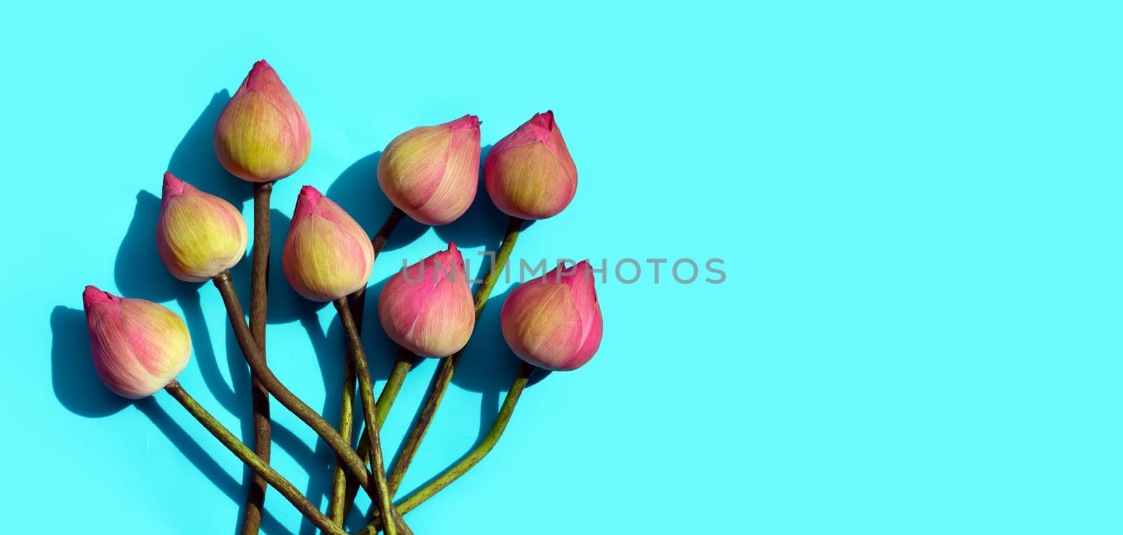 Pink lotus flower on blue background.  by Bowonpat