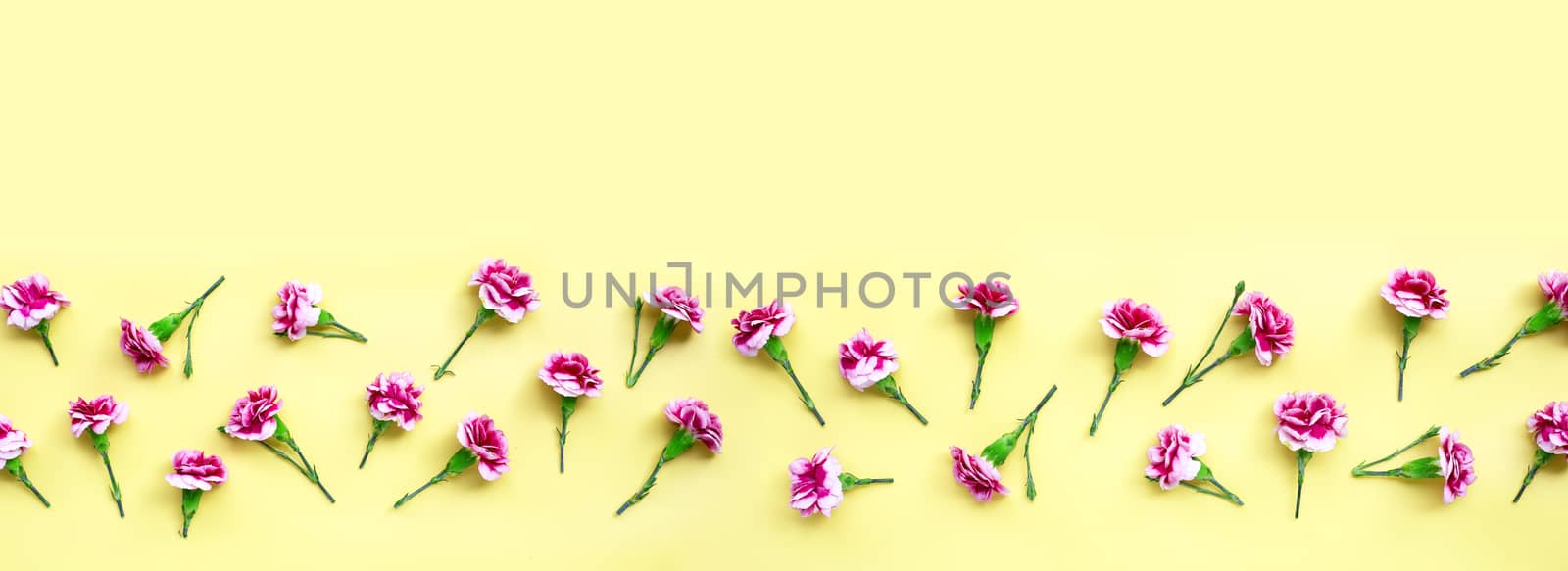 Carnation flower on yellow background. Top view