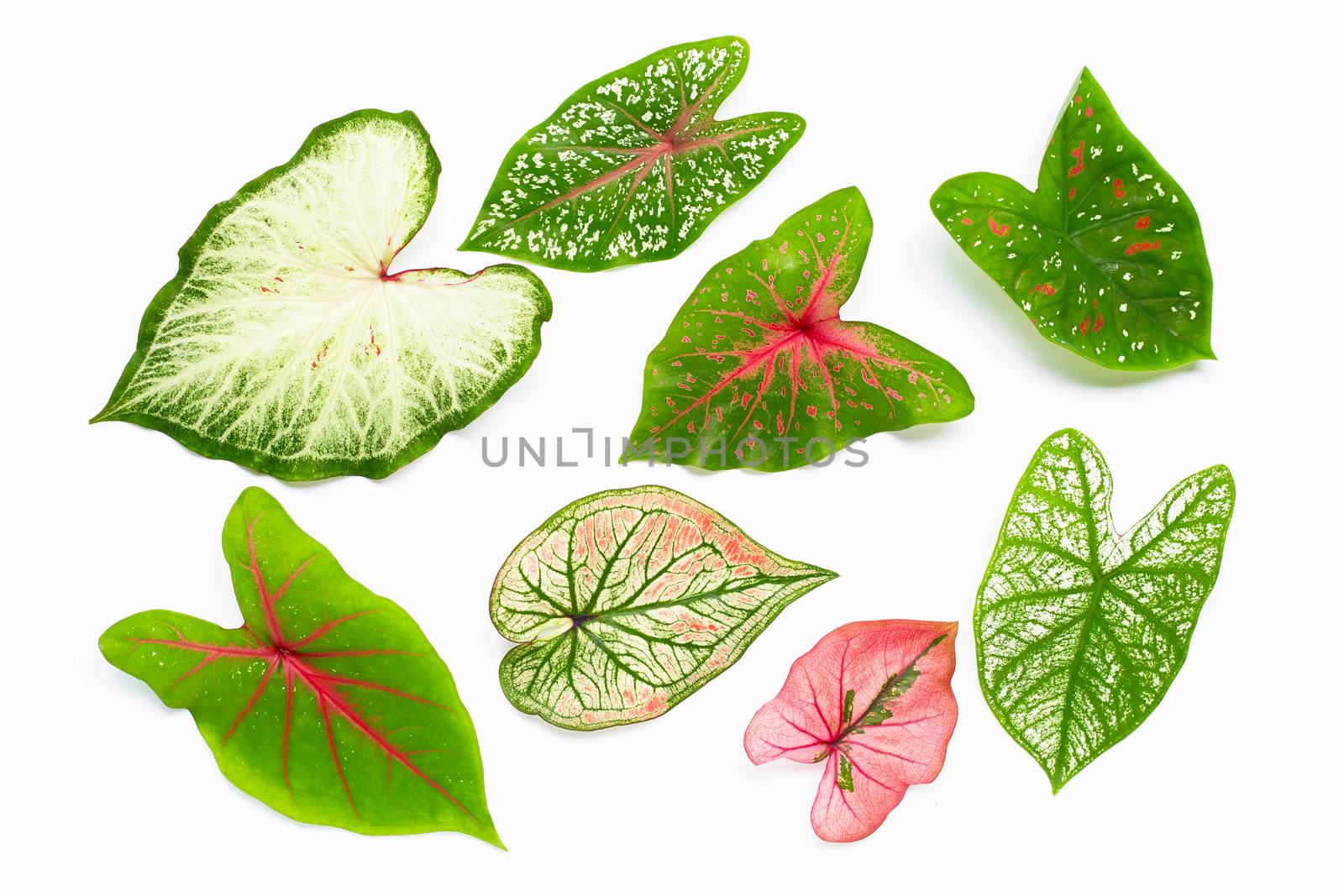 Caladium leaves on white background. Top view