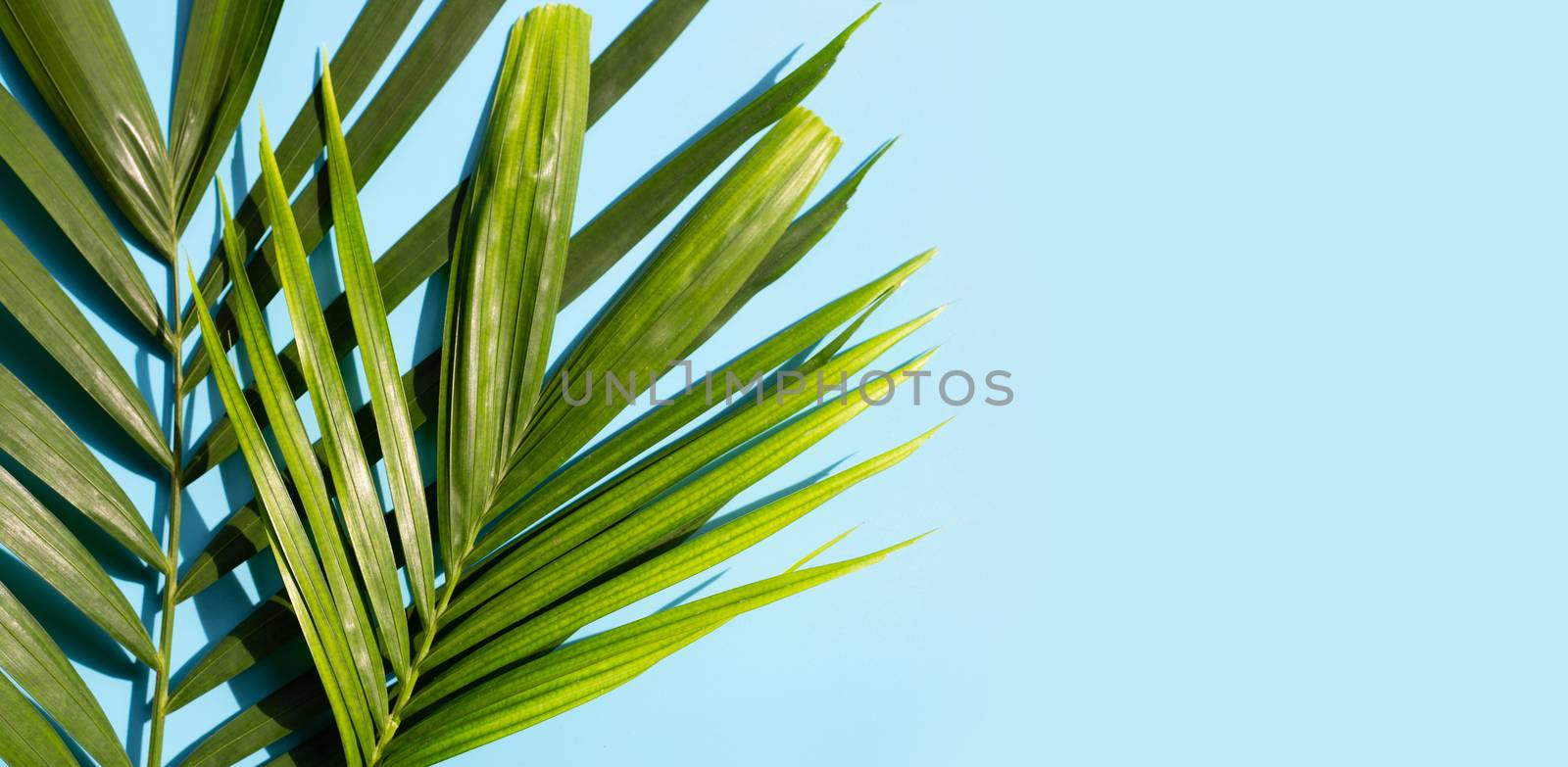 Tropical palm leaves on blue background. Copy space