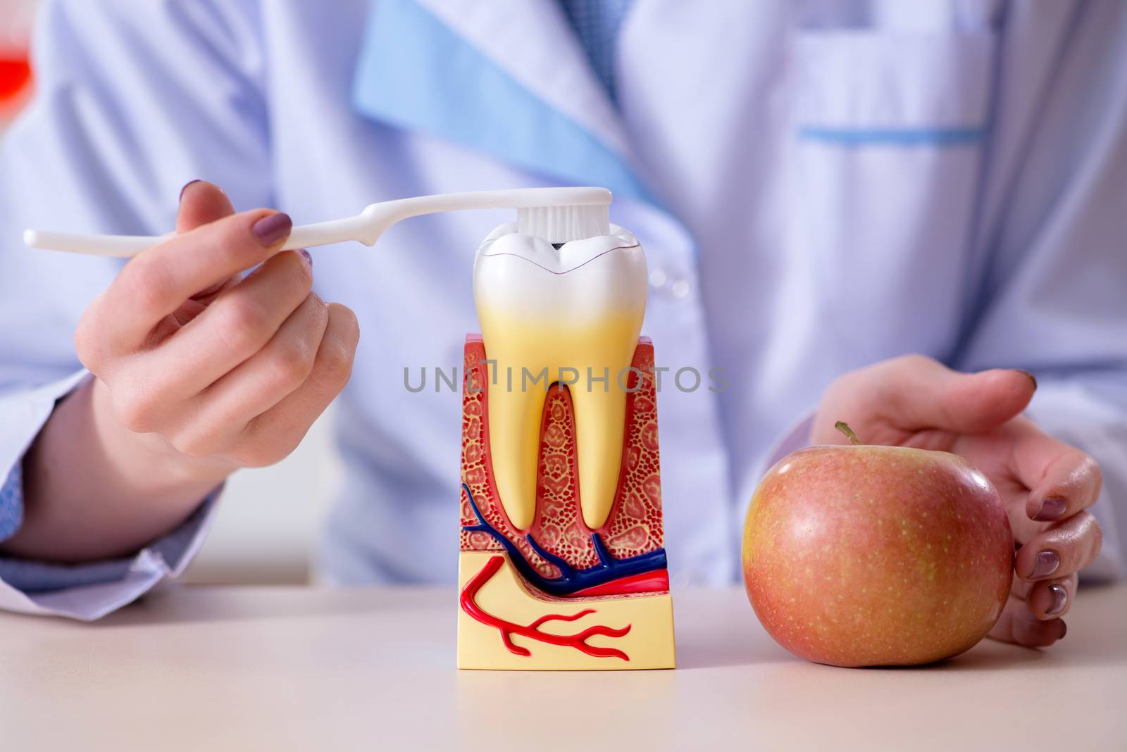 Woman dentist practicing work on tooth model