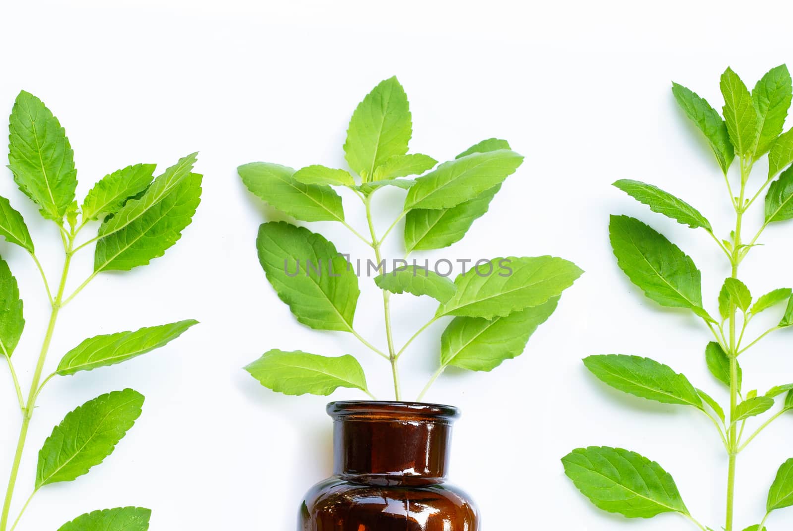 Fresh holy basil  leaves with essential oil bottle on white background. Top view