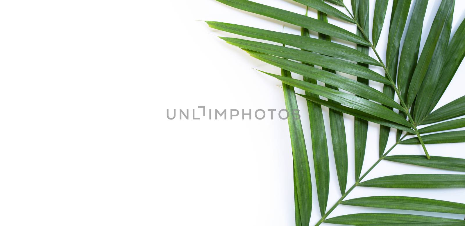 Tropical palm leaves on white background.  by Bowonpat