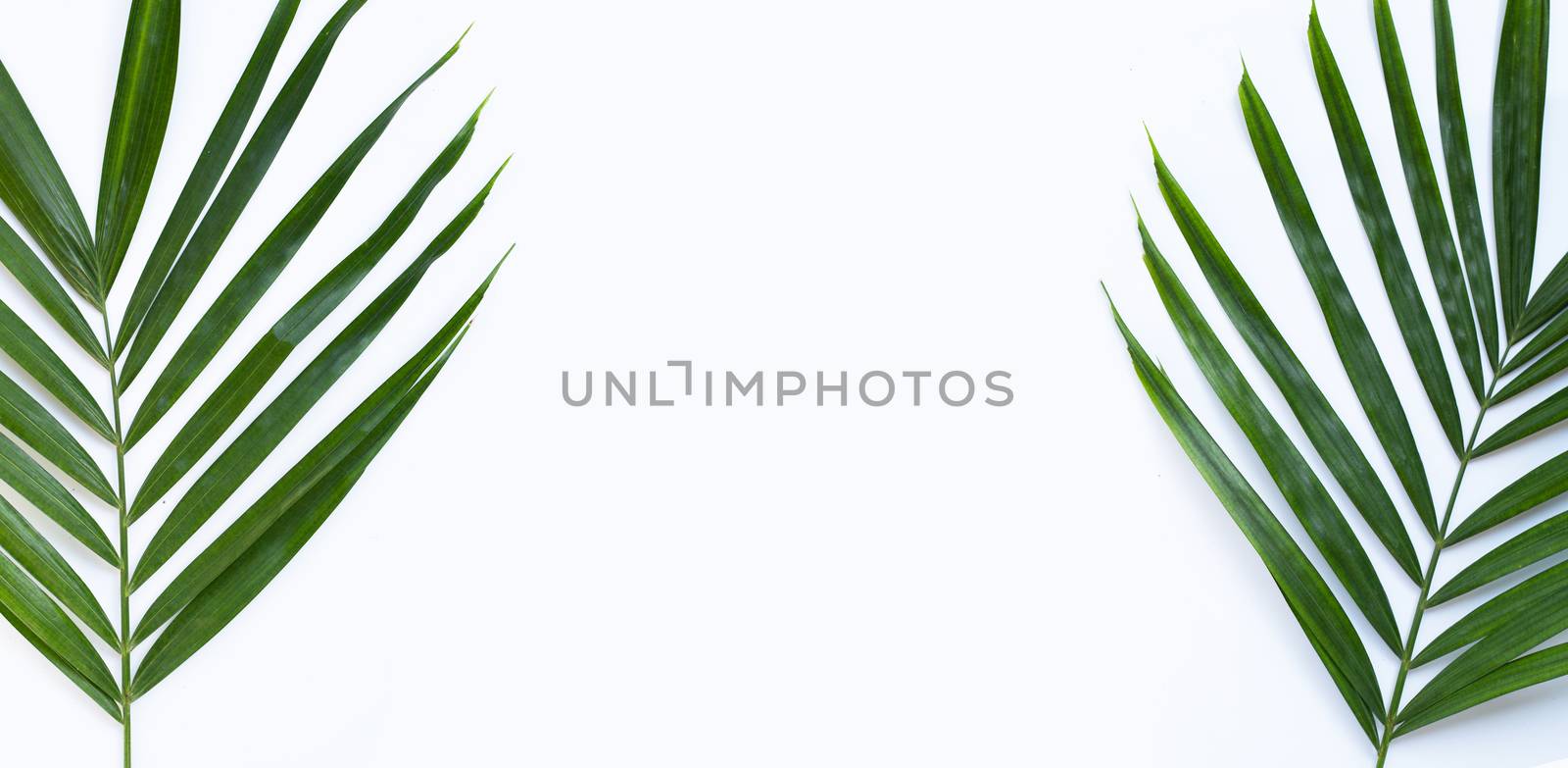 Tropical palm leaves on white background. Copy space by Bowonpat