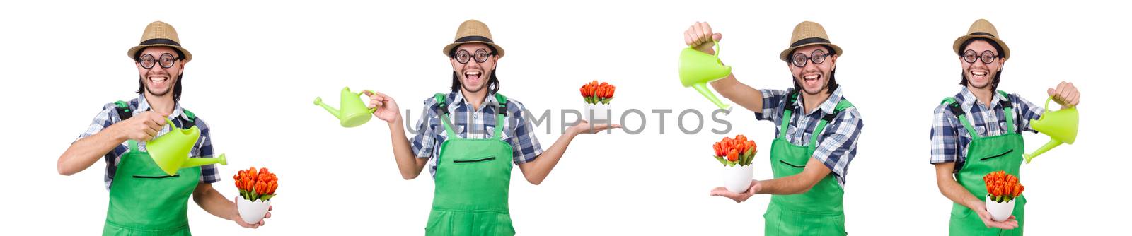 Young funny gardener with tulips isolated oin white