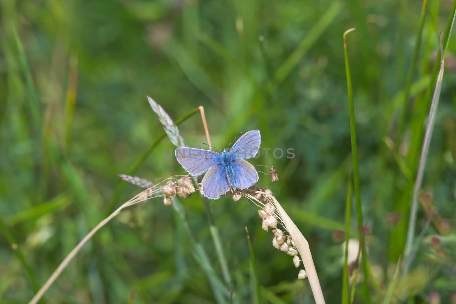 4 - The spread wings of the common blue butterfly. Perched on a dried out piece of grass during the hot summer weather. Overhead view.