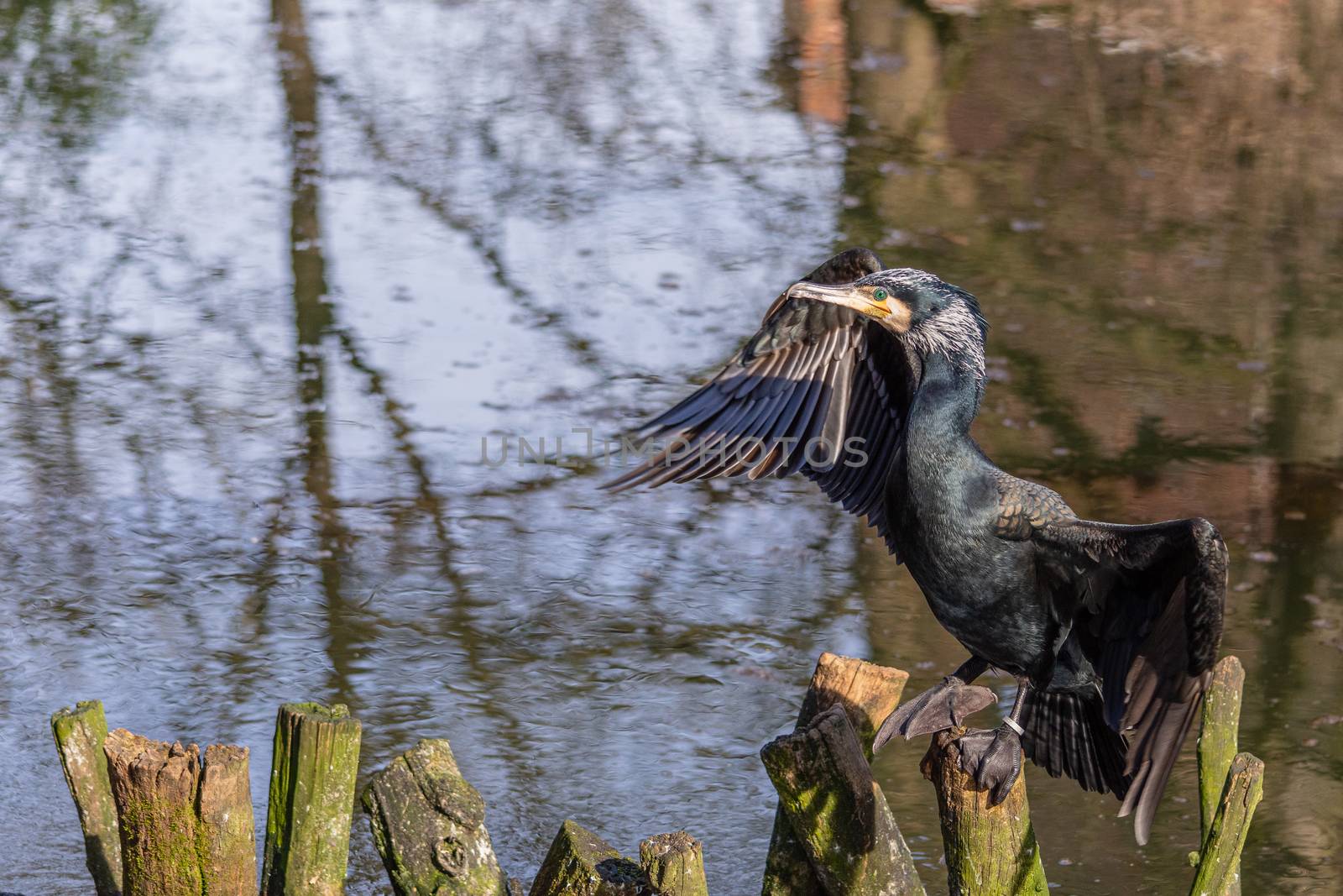 Common cormorant dries the plumage resting on branches that emerge from the water of a pond