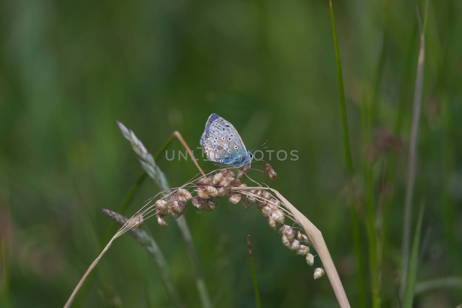 1 - Common blue butterfly sparkles against the dark green meadow background. Perched on dry grass in hot summer weather. Vibrant color stands out.