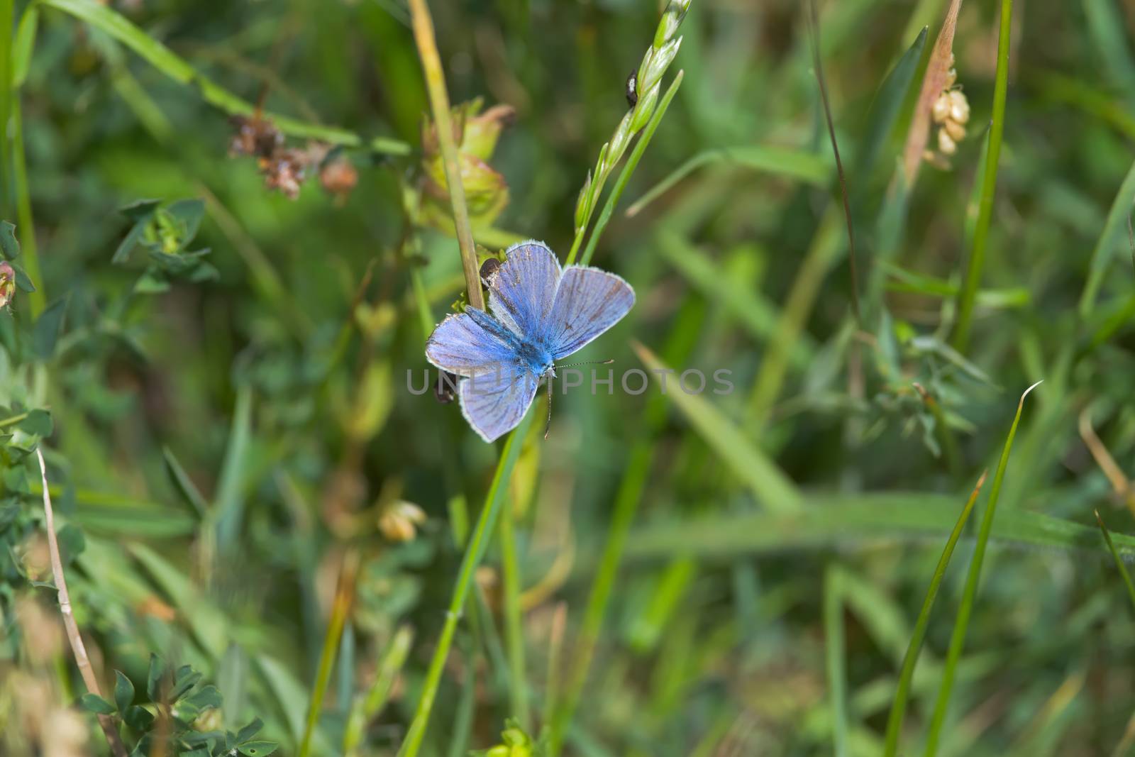 5 - Common blue butterfly looks to the lower right, back view with wings spread. Plenty of copy space over the green meadow background texture.