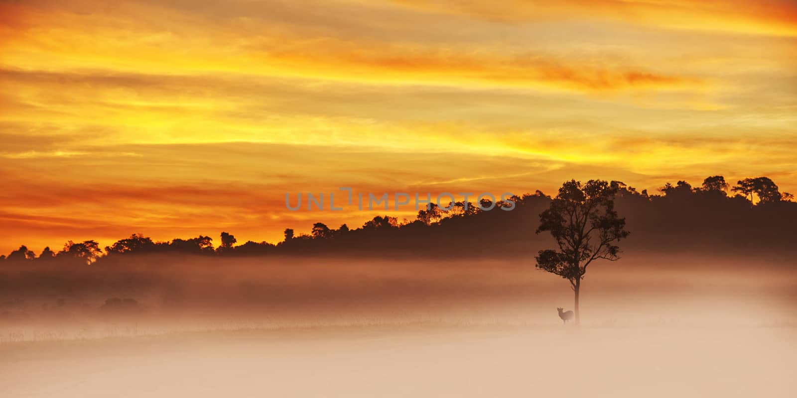 Alone dear in tree at golden sunset by Surasak