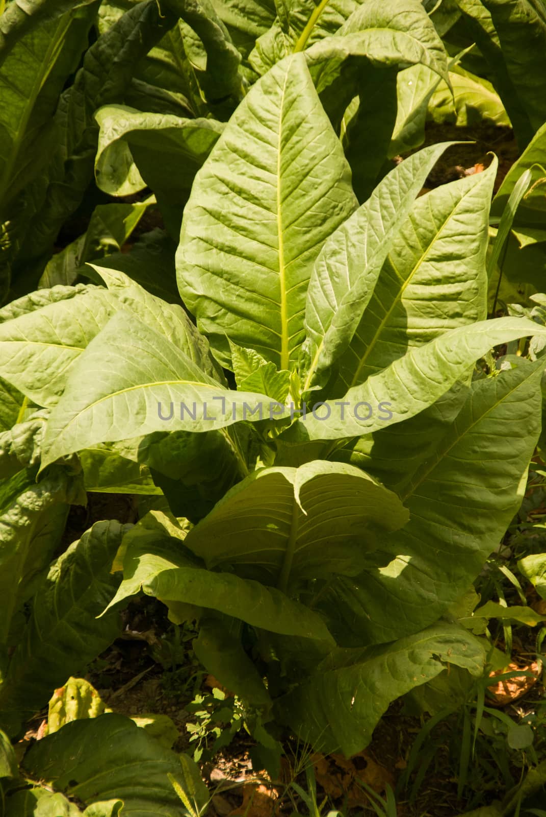 foreground of Nicotiana tabacum  plant by Joanastockfoto