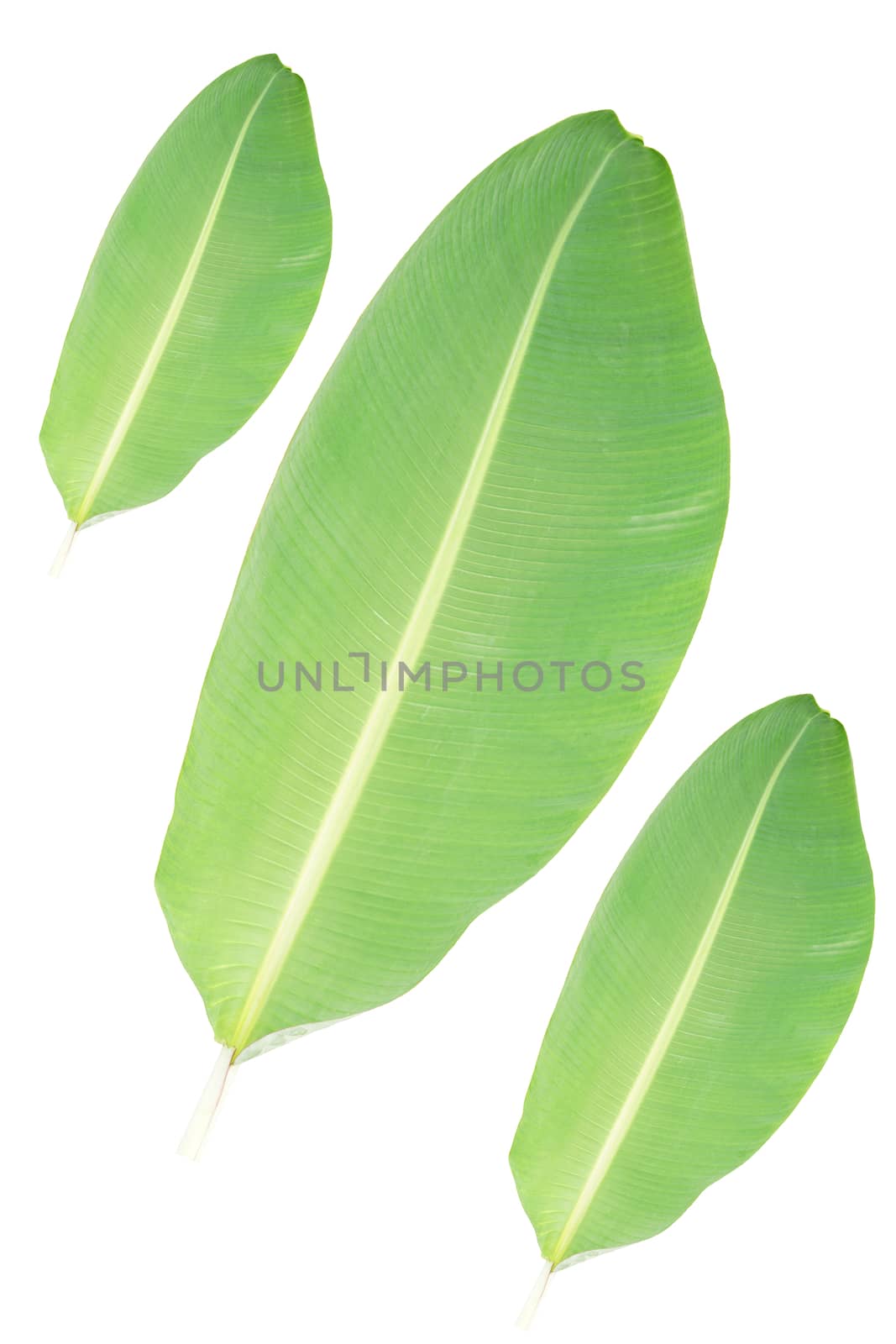 Natural banana leaves, each size isolated on white background. by noppha80