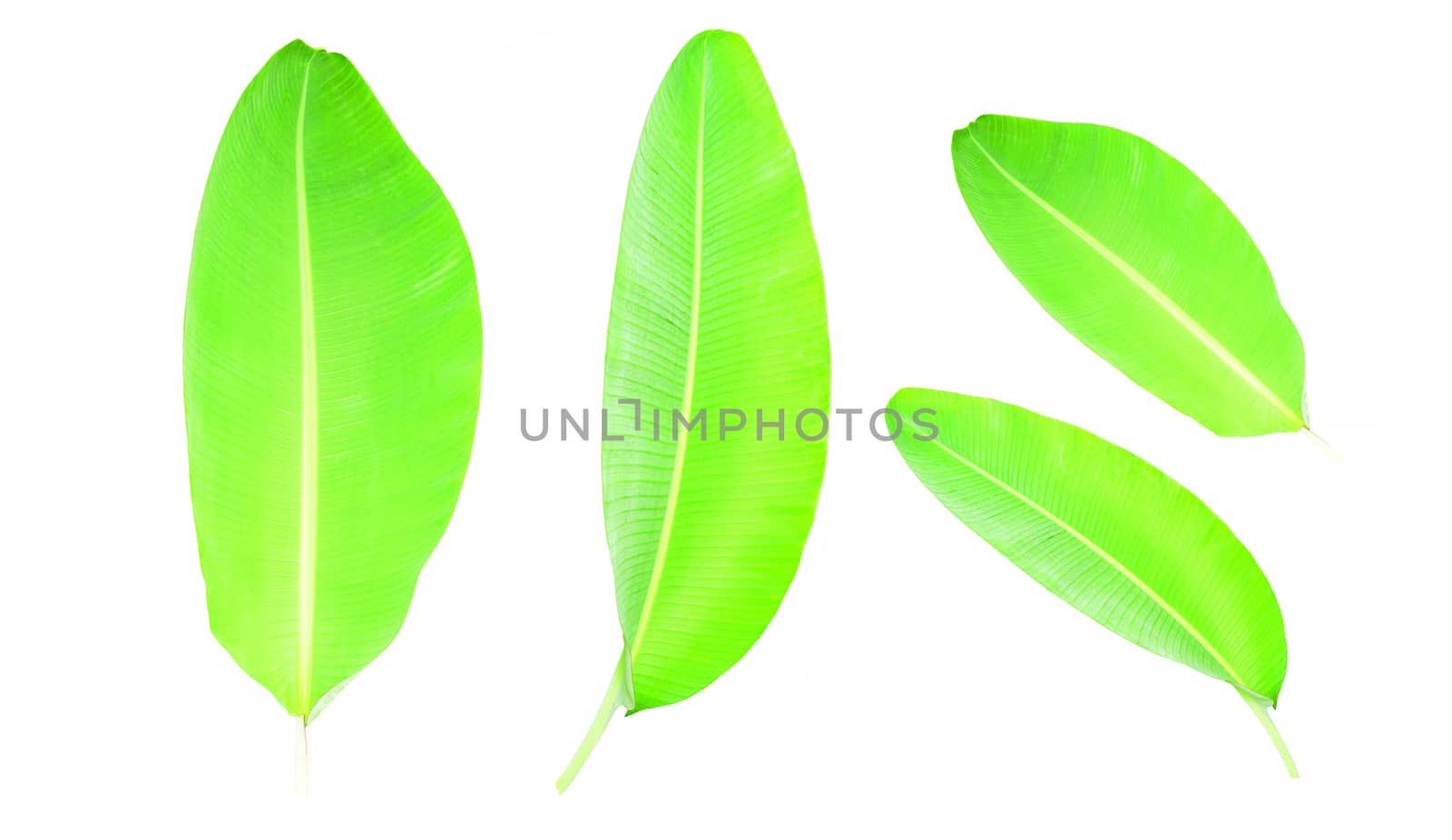 Natural banana leaves, each size isolated on white background.