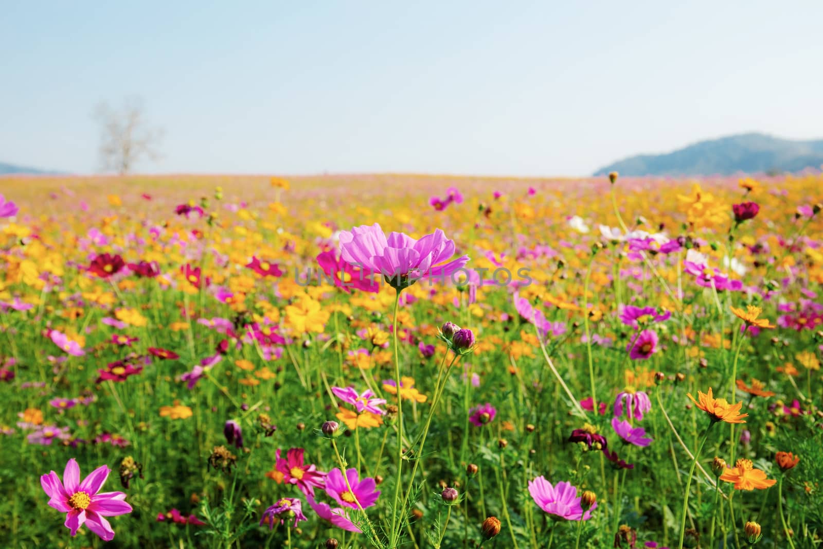 Cosmos of colorful in field with the sky.